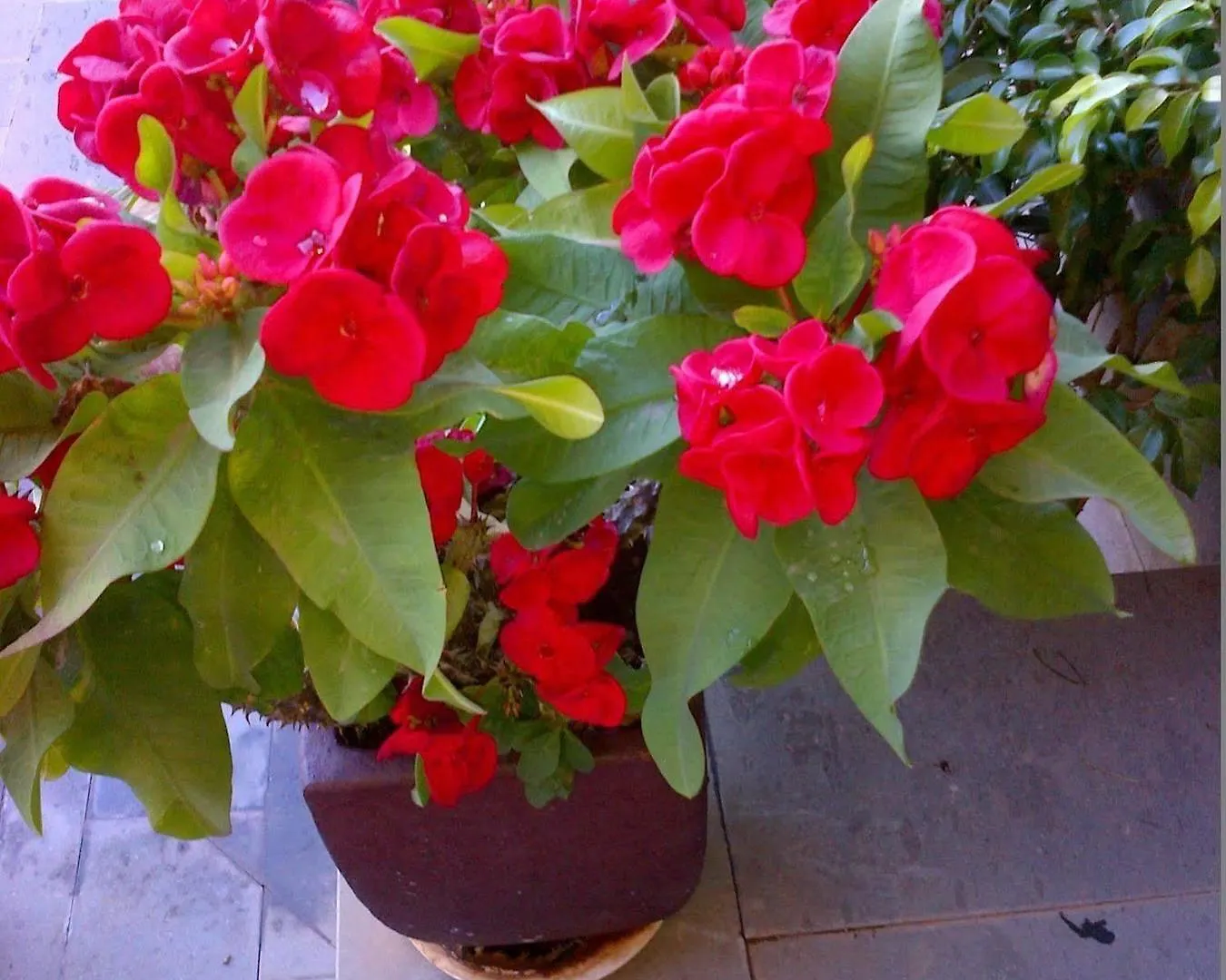 Rk El Cabo Cottage Santa Brigida  Holiday home Santa Brigida (Gran Canaria)